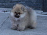 Magnifique Poméranien sable à vendre