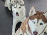 Chiots Husky Sibérien à vendre