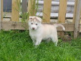 Chiots Husky Sibérien à vendre