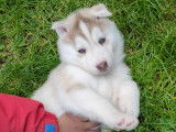 Chiots Husky Sibérien à vendre