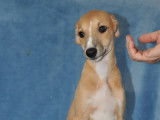 Chiots Whippets LOF à vendre