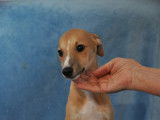 Chiots Whippets LOF à vendre