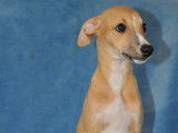 Chiots Whippets LOF à vendre