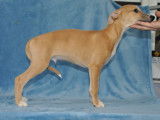 Chiots Whippets LOF à vendre
