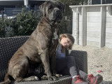 Mâle Cane Corso disponible pour saillie