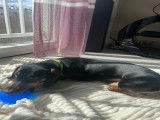 Male Teckel disponible pour saillie