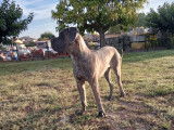 Mâle Cane Corso disponible pour saillie