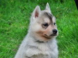 Chiots Husky Sibérien LOF à vendre