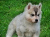 Chiots Husky Sibérien LOF à vendre