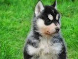 Chiots Husky Sibérien LOF à vendre