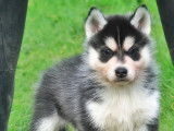 Chiots Husky Sibérien LOF à vendre
