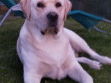 Mâle Labrador Retriever blanc LOF disponible pour saillie