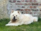 Mâle Chow Chow crème disponible pour saillie