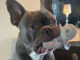 Mâle Bouledogue Français disponible pour saillie
