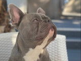 Mâle Bouledogue Français disponible pour saillie