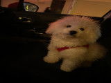 Mâle Bichon Frisé disponible pour saillie
