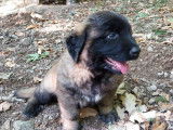 Chiots Montagne du Portugal à vendre