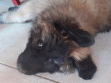 Chiots Montagne du Portugal à vendre