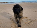 Chiots Montagne du Portugal à vendre