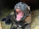 Chiots Montagne du Portugal à vendre