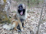 Chiots Montagne du Portugal à vendre