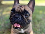 Mâle Bouledogue Français LOF disponible pour saillie