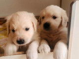 Chiots Golden Retriever LOF à vendre