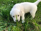 Chiots Golden Retriever LOF à vendre