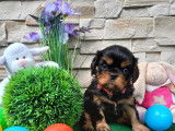 4 superbes femelles Cavalier King Charles LOF à vendre