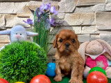 4 superbes femelles Cavalier King Charles LOF à vendre