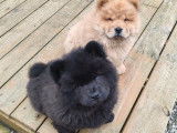 Chiots Chow Chow à vendre