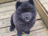 Chiots Chow Chow à vendre