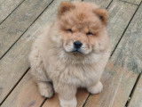 Chiots Chow Chow à vendre