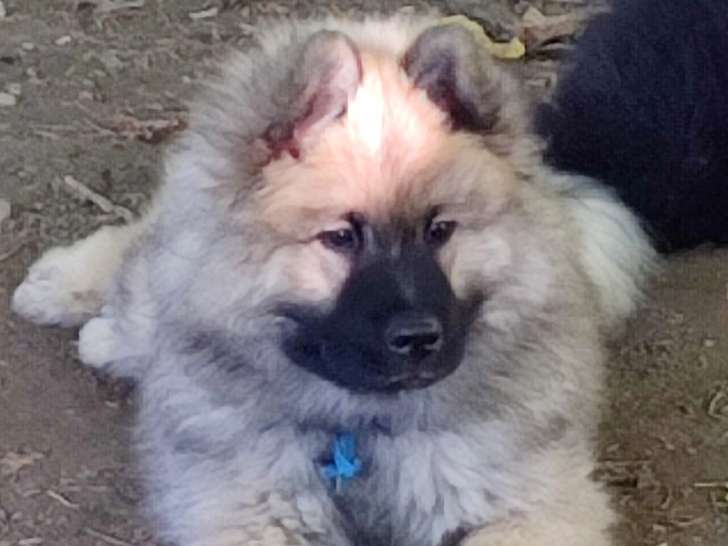 Chiots Eurasier LOF à vendre