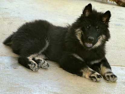 Chiots Eurasier LOF à vendre