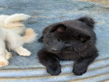 Chiots Eurasier LOF à vendre