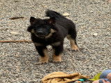 Chiots Eurasier LOF à vendre