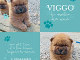 Chiots Chow Chow à vendre