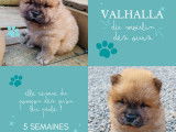 Chiots Chow Chow à vendre