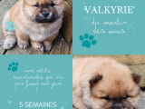 Chiots Chow Chow à vendre