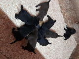 Chiots Labrador Retriever chiot noirs ou marron à vendre