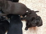Chiots Labrador Retriever chiot noirs ou marron à vendre