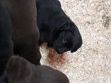 Chiots Labrador Retriever chiot noirs ou marron à vendre