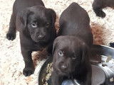 Chiots Labrador Retriever chiot noirs ou marron à vendre