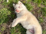2 chiots Huskies de Sibérie LOF, de janvier 2024, à réserver