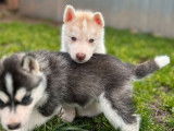 2 chiots Huskies de Sibérie LOF, de janvier 2024, à réserver