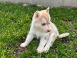 2 chiots Huskies de Sibérie LOF, de janvier 2024, à réserver