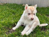 2 chiots Huskies de Sibérie LOF, de janvier 2024, à réserver