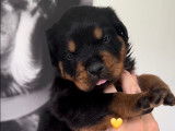 Chiots Rottweiler A réserver