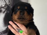 Chiots Rottweiler A réserver